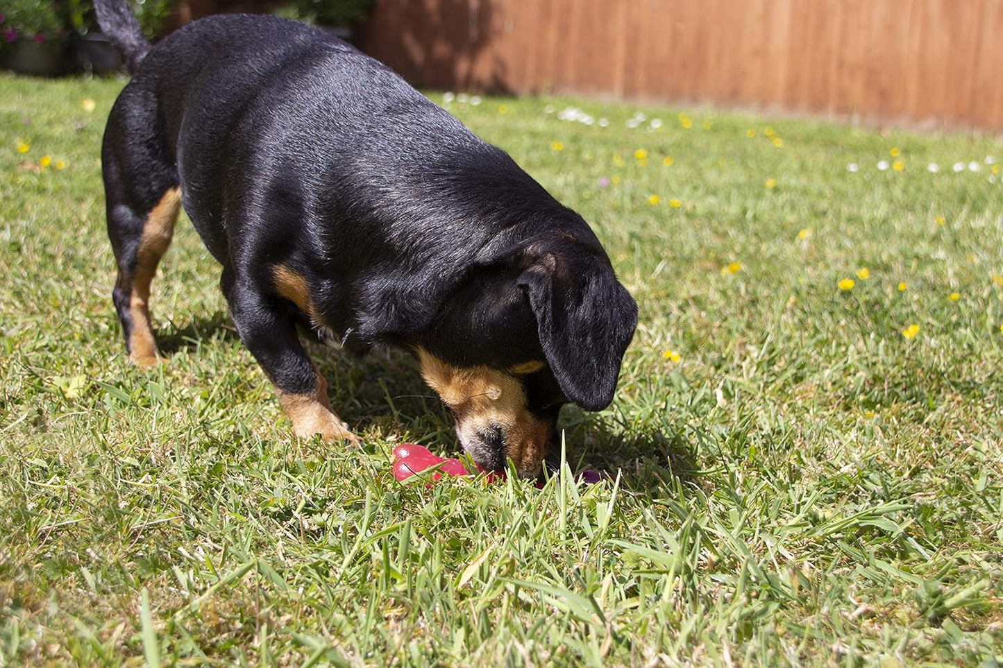 BioSafe Pink Puppy Bone