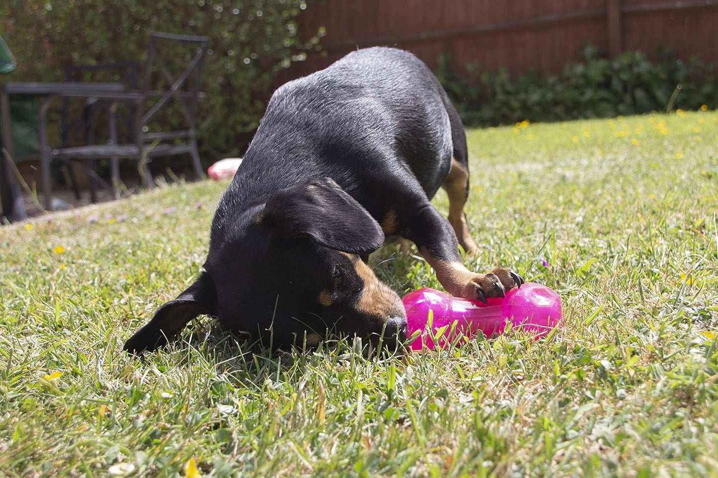 Bio-Safe Puppy Treat Dumbbell Pink
