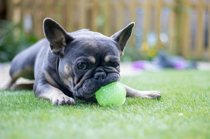 Glow in the Dark Squeaky Ball